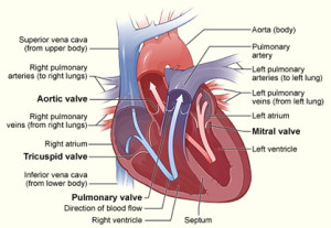 Cardiologist Treating Heart Valve Disease