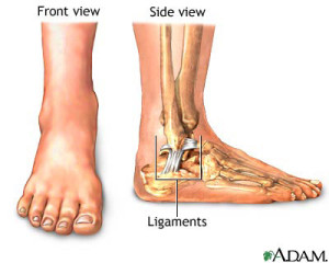 Ankle Ligaments