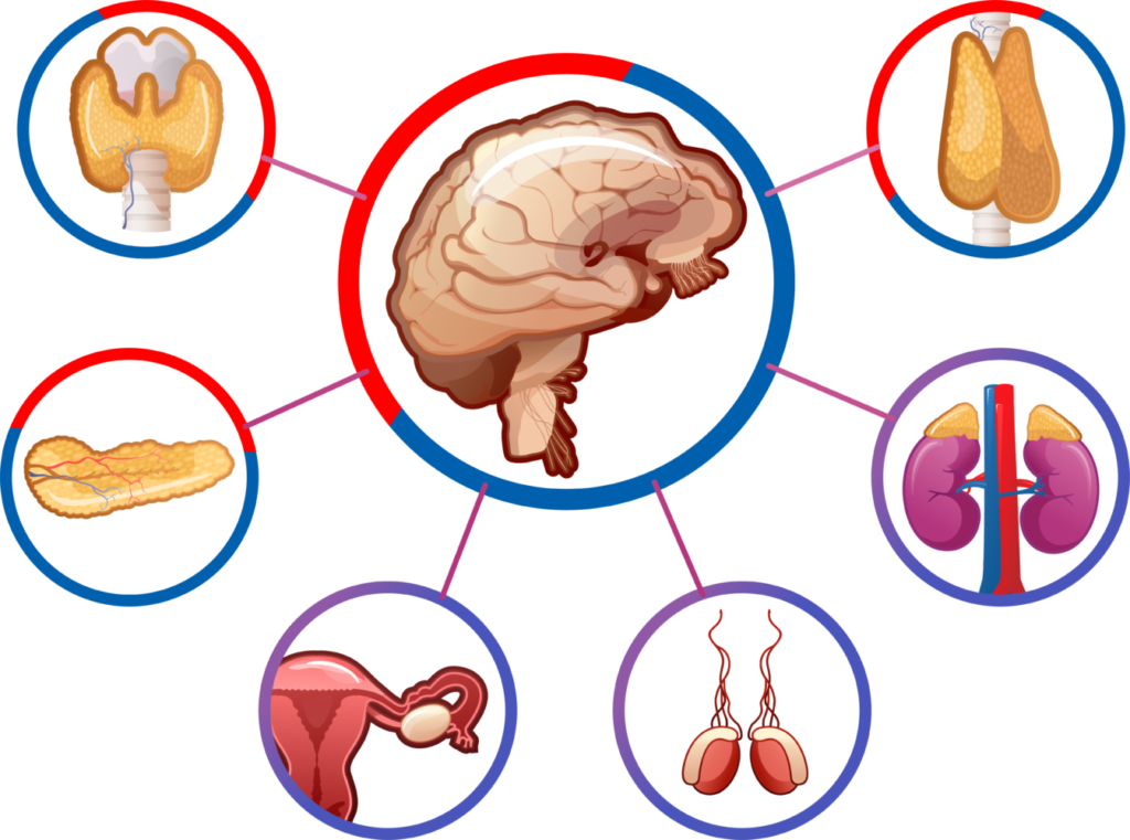 Endocrine System